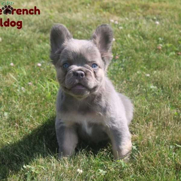 George, French Bulldog Puppy